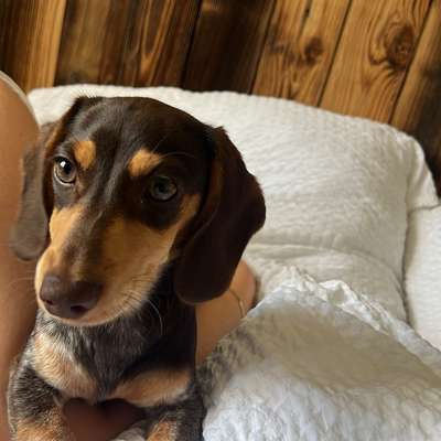 Hundetreffen-Gemeinsames Spaziern-Bild
