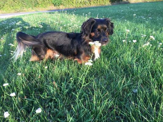 Mischlingshunde Foto Aufruf-Beitrag-Bild