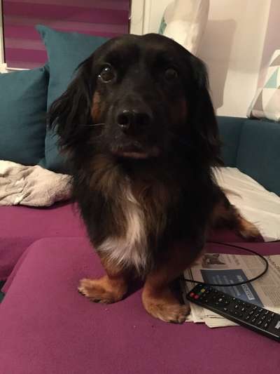 Dackelbeine-Beitrag-Bild