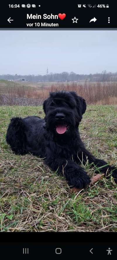 Hunderunde-Beitrag-Bild