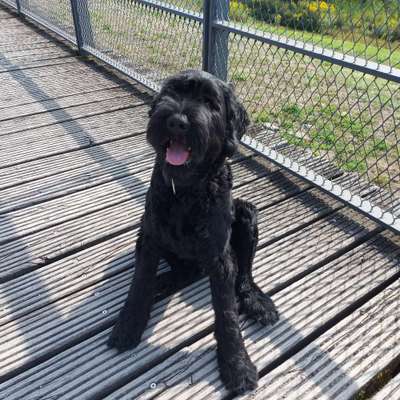 Hunderunde-Beitrag-Bild