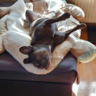 Die Dogorama Wochen Challenge-Beitrag-Bild