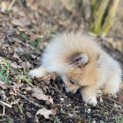 Hundetreffen-kleine Rasse- Treffen ❤️-Bild