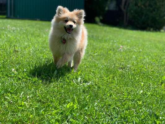 Die Dogorama Monats Challenge "Es grünt und blüht"-Beitrag-Bild