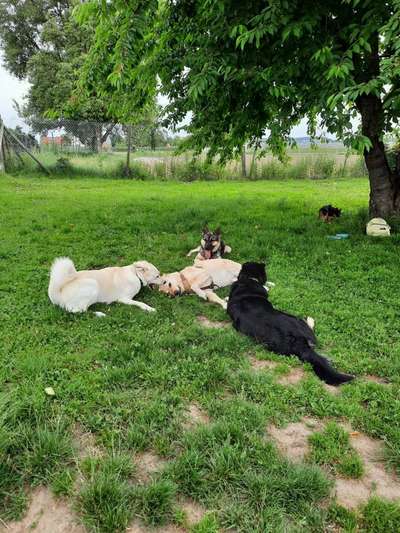 Hundeauslaufgebiet-Hundwiese Gohren-Bild