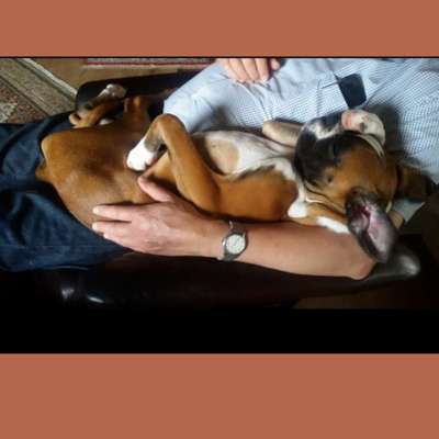 Welpen Bilder !-Beitrag-Bild