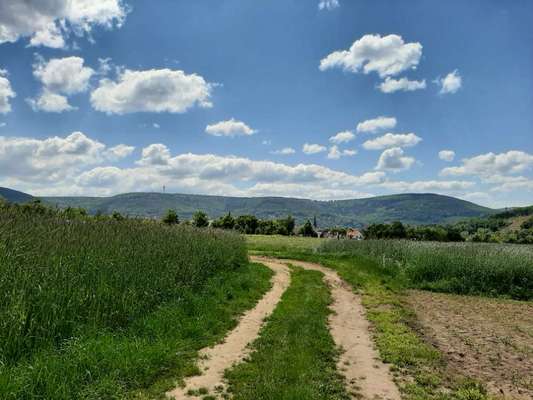 Die wunderschöne Welt mit Hund.-Beitrag-Bild