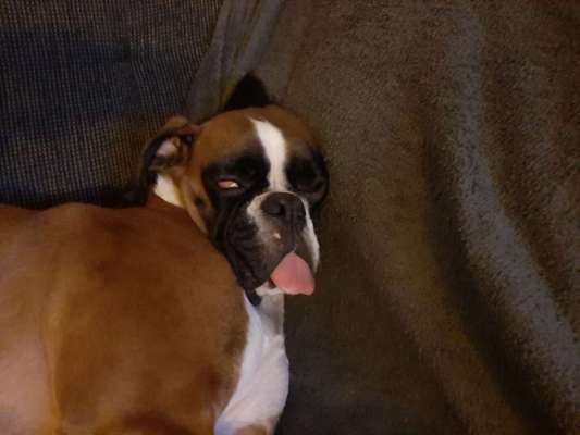 Die Dogorama-Wochen-Challenge "Die schönste Grimasse"-Beitrag-Bild