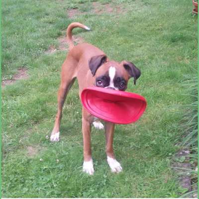 Hier ist der Spaßthread. Zum Schmunzeln und Kaputtlachen-Beitrag-Bild