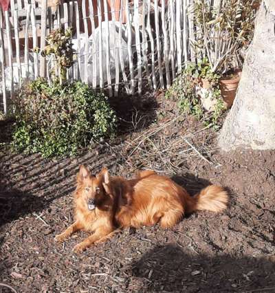 Harzer Fuchs-Beitrag-Bild