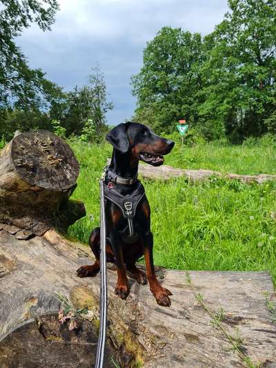 Wie kamst du zu deinem Hund?-Beitrag-Bild