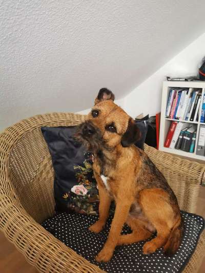 Border Terrier-Beitrag-Bild