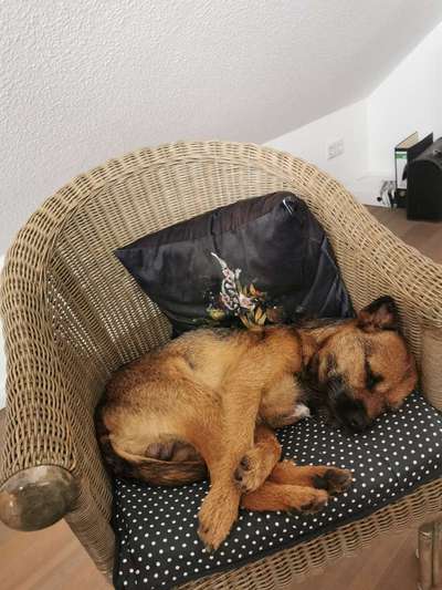 Border Terrier-Beitrag-Bild