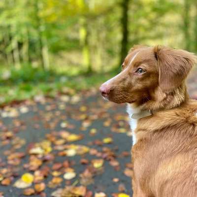 Hundetreffen-Angsthunde Treffen-Bild