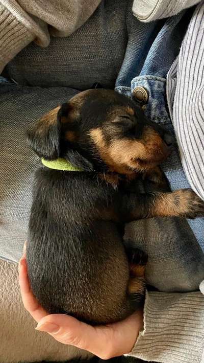 Welpen Bilder !-Beitrag-Bild