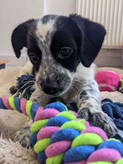 Welpen Bilder !-Beitrag-Bild