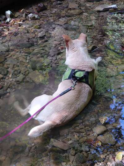 Ältere Hunde aus dem Ausland-Beitrag-Bild