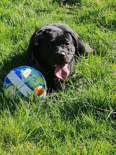 Labradorfans-Beitrag-Bild