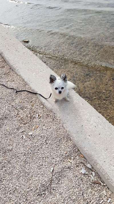 Seltene Rassen!-Beitrag-Bild