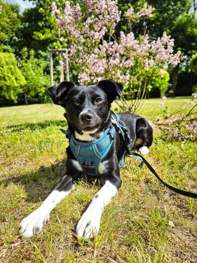 Hundetreffen-Hunderunde und Freunde finden-Bild