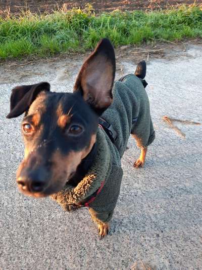 Braucht mein Hund einen Pullover?-Beitrag-Bild