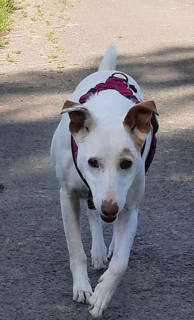 Hund aus dem Spanischen Tierschutz-Beitrag-Bild