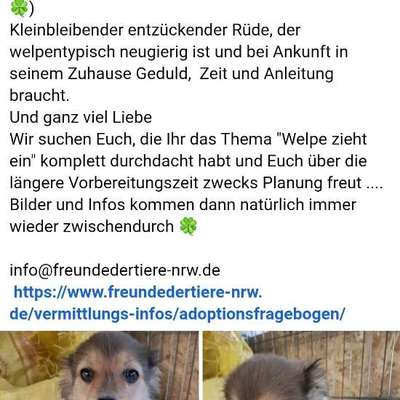 Tierschutzhunde suchen ein Zuhause-Beitrag-Bild