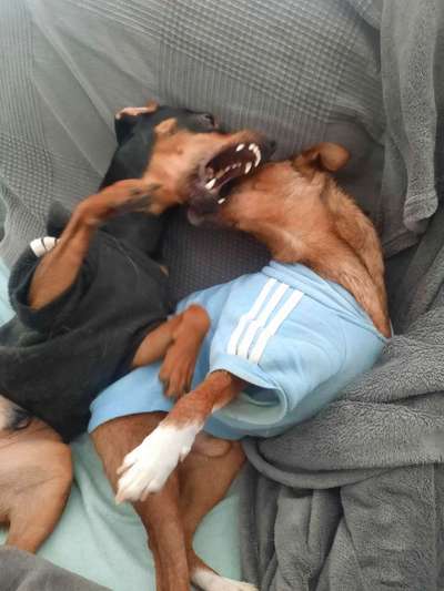 Fotosammlung: ,,Der natürliche Hund" Unbearbeitet, ungestellt und in Natura-Beitrag-Bild