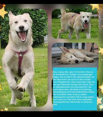 Tierschutzhunde suchen ein Zuhause-Beitrag-Bild