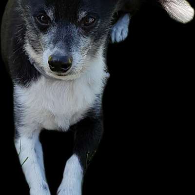 Zwergpudel-Welpe mit Zahnfehlstellung – eure Einschätzung? Versicherung & Gesundheitscheck?-Beitrag-Bild