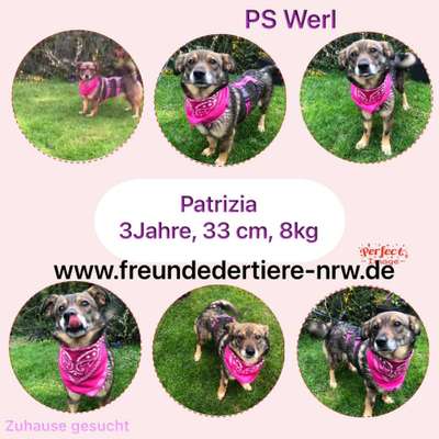 Tierschutzhunde suchen ein Zuhause-Beitrag-Bild