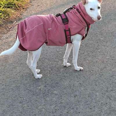 Podenco/Mischlinge hier? :-)-Beitrag-Bild