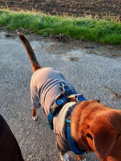 Hundekleidung - Top oder Flop-Beitrag-Bild