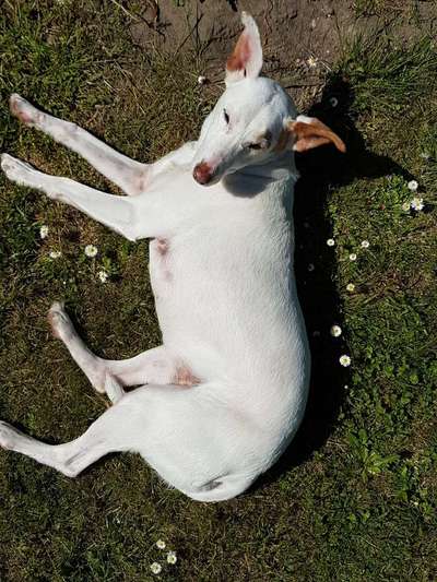 Windhunde - Treffen der besonderen Schönheiten
HERZLICH WILLKOMMEN-Beitrag-Bild