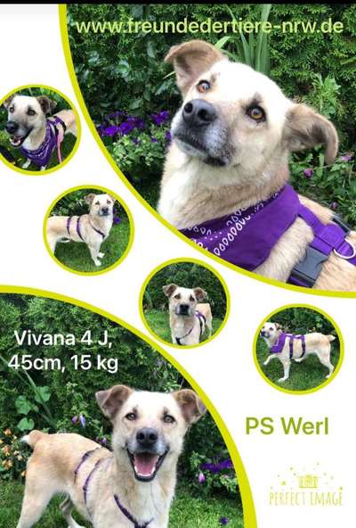 Tierschutzhunde suchen ein Zuhause-Beitrag-Bild