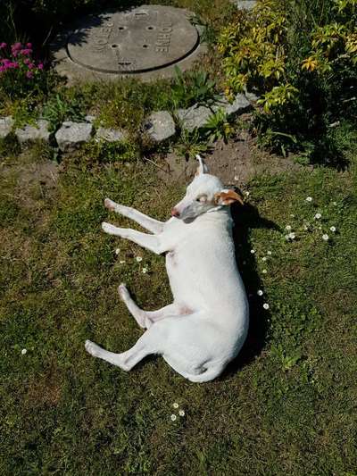 Fotosammlung: ,,Der natürliche Hund" Unbearbeitet, ungestellt und in Natura-Beitrag-Bild
