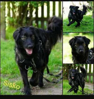 Tierschutzhunde suchen ein Zuhause-Beitrag-Bild