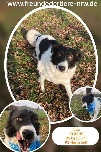 Tierschutzhunde suchen ein Zuhause-Beitrag-Bild