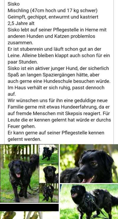 Tierschutzhunde suchen ein Zuhause-Beitrag-Bild