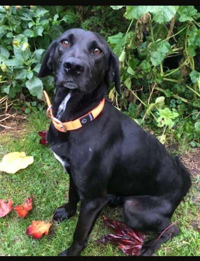 Tierschutzhunde suchen ein Zuhause-Beitrag-Bild