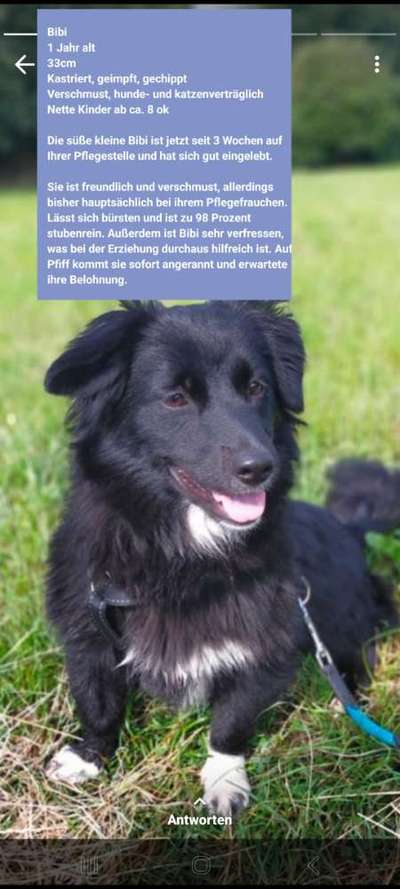 Tierschutzhunde suchen ein Zuhause-Beitrag-Bild