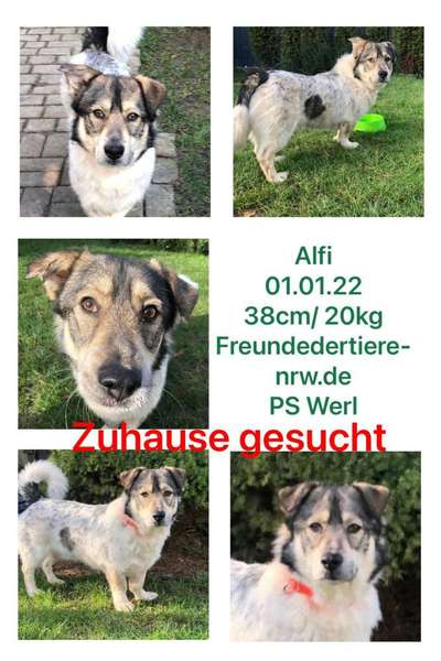 Tierschutzhunde suchen ein Zuhause-Beitrag-Bild