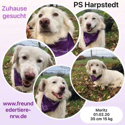 Tierschutzhunde suchen ein Zuhause-Beitrag-Bild