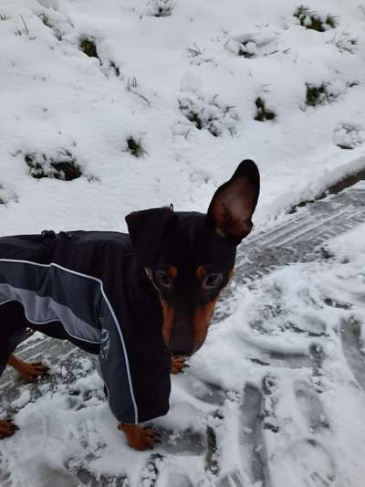 Wintermantel gesucht-Beitrag-Bild