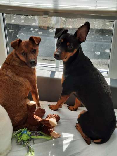 Hund aus dem Spanischen Tierschutz-Beitrag-Bild