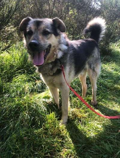 Tierschutzhunde suchen ein Zuhause-Beitrag-Bild