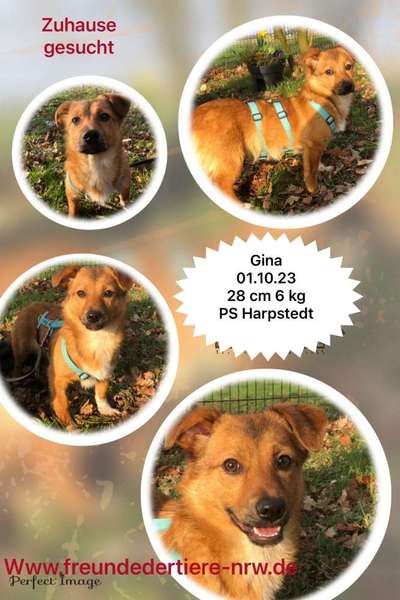 Tierschutzhunde suchen ein Zuhause-Beitrag-Bild