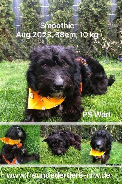 Tierschutzhunde suchen ein Zuhause-Beitrag-Bild