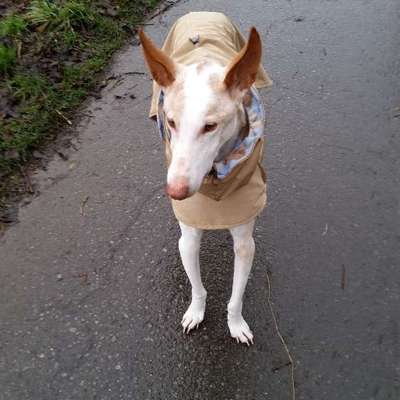 Podenco/Mischlinge hier? :-)-Beitrag-Bild