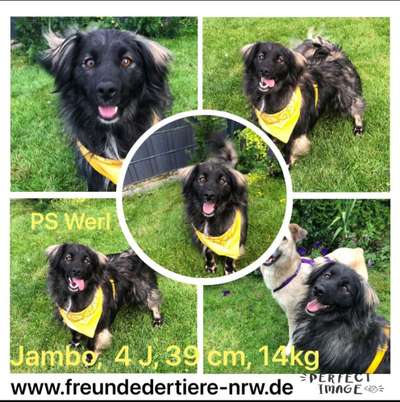 Tierschutzhunde suchen ein Zuhause-Beitrag-Bild